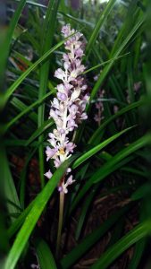 Liriope muscari