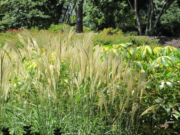 Feather Reed Grass