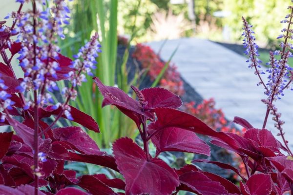 Plants locally sourced for landscape design by MetroGreenscape