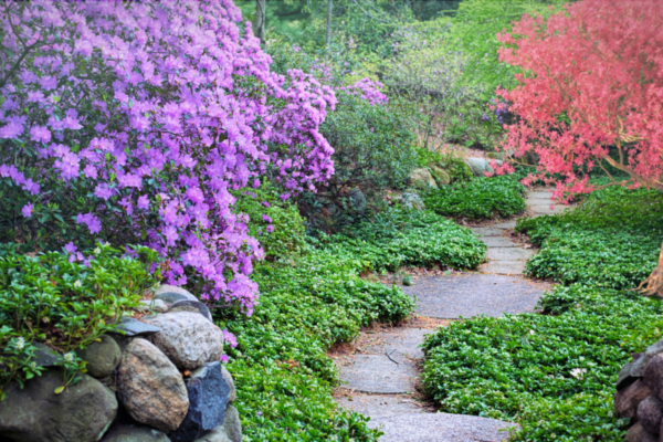 Walking path through landscaping