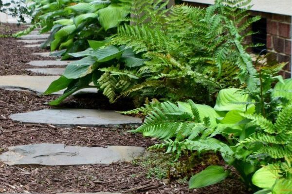 Ferns and custom landscaping alongside walkway in North Carolina