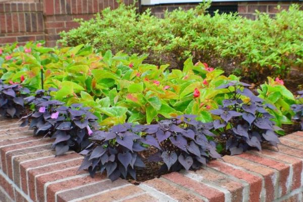 Landscaping in a brick retaining wall by MetroGreenscape