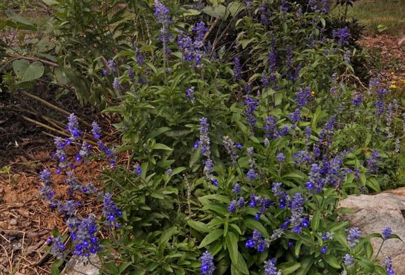 Purple flowers planted by MetroGreenscape