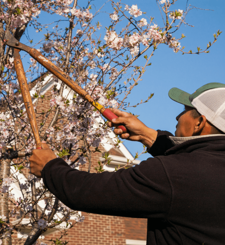 Charlotte Lawn Care Services | Metrogreenscape