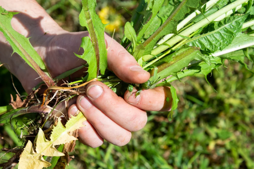 MetroGreenscape uses pre-emergent weed control to prevent weed seedlings from ever growing.