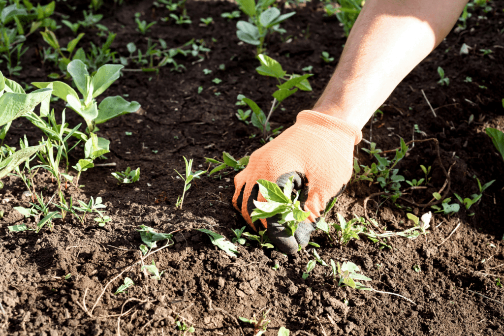 At MetroGreenscape, we like to apply pre-emergent weed control before weed seeds begin to germinate.