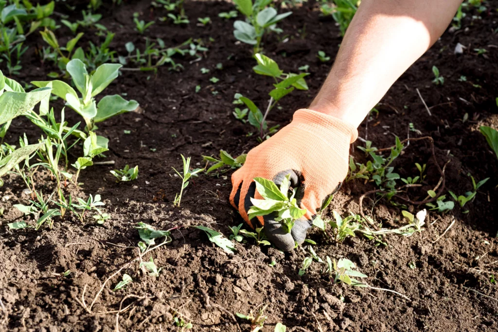 At MetroGreenscape, we like to apply pre-emergent weed control before weed seeds begin to germinate. 