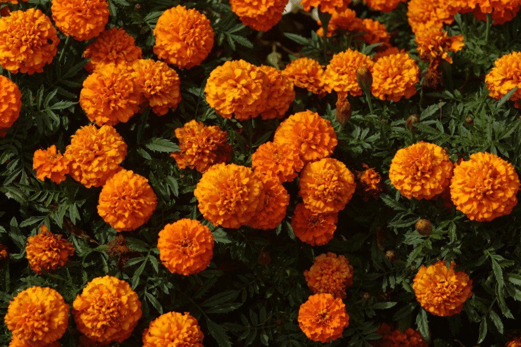 Marigolds planted as a spring annual.