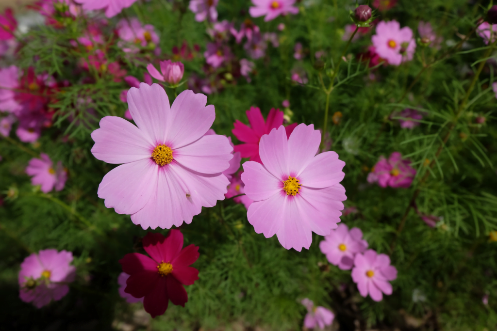 Cosmos spring annual flowers