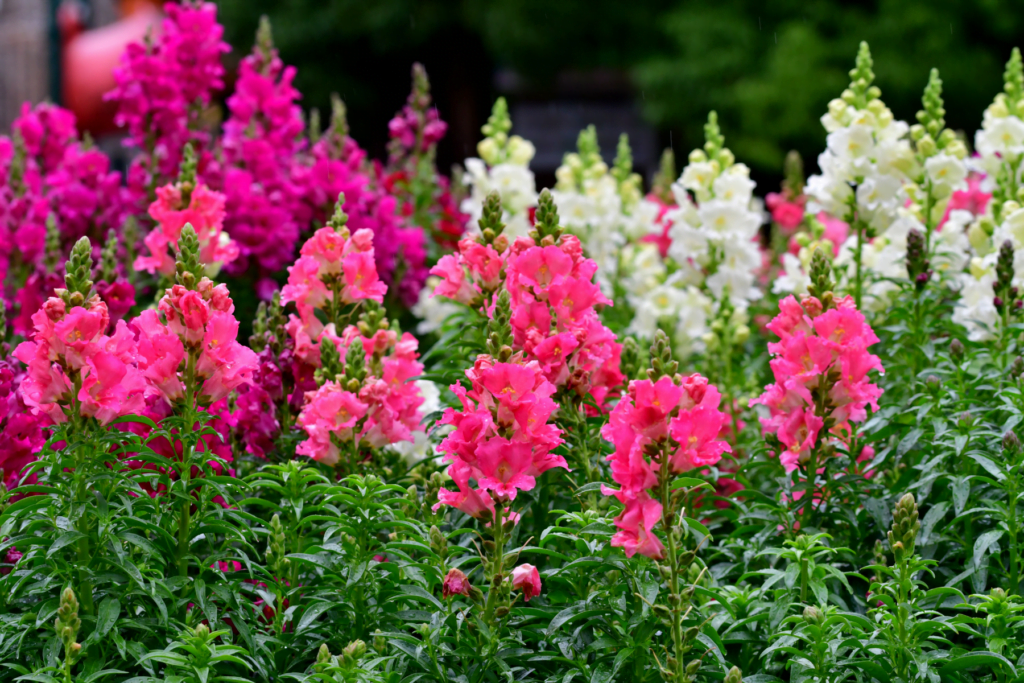 Snapdragon spring annual flowers