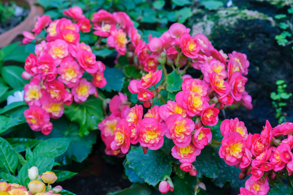 Begonia spring annual flowers