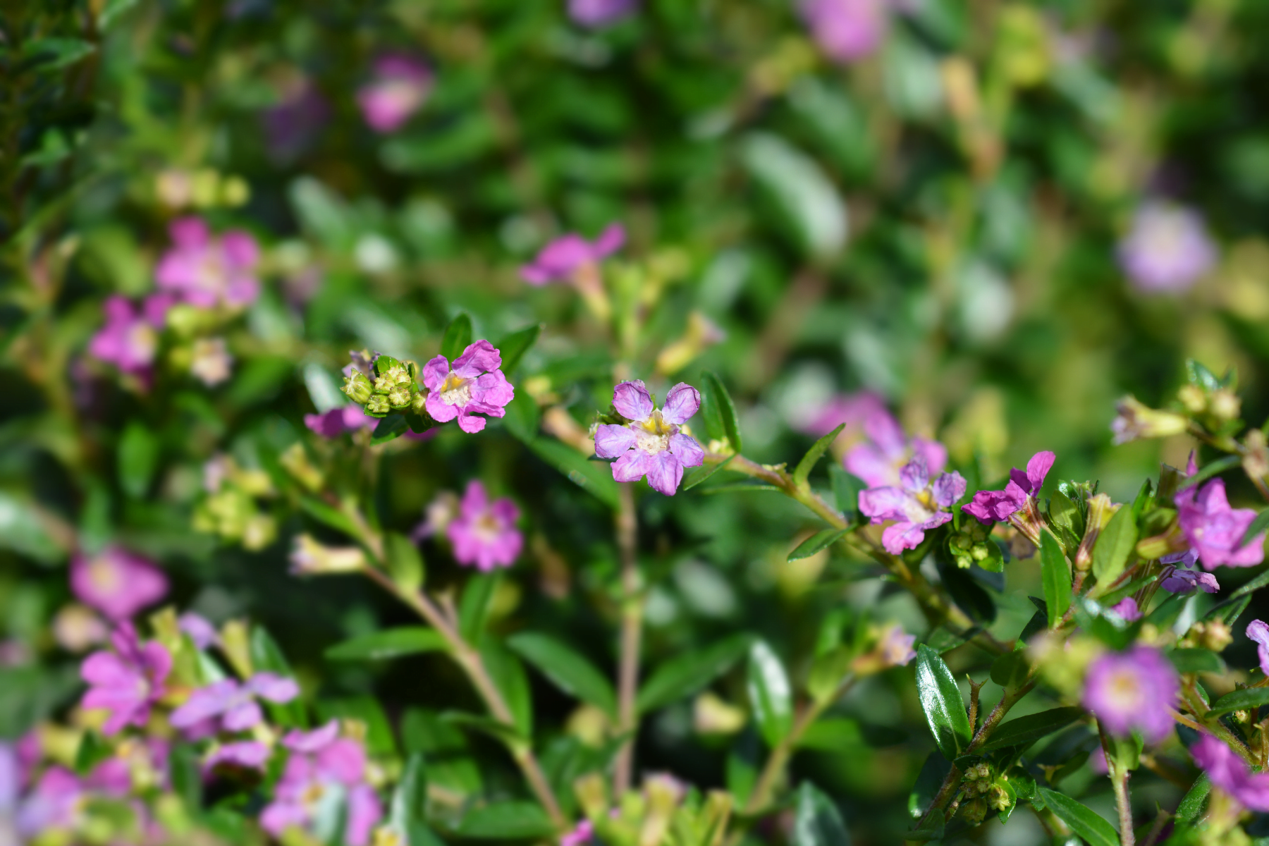 The 5 Best Spring Annuals to Plant in the Carolinas