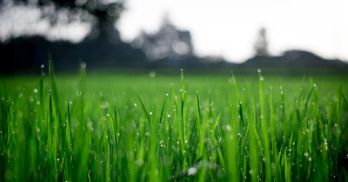 Iron for Lawns: The Secret to Greener Grass