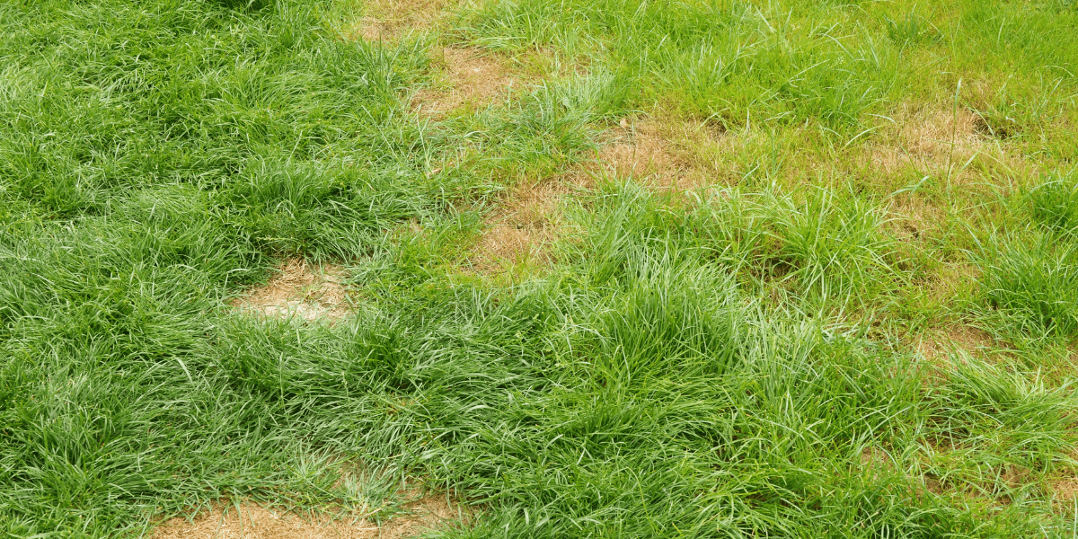 Brown Patches in Your Lawn: What Causes Them and How To Treat Them
