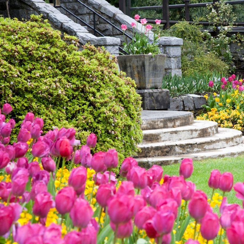 Seasonal colorful flowers in Charlotte backyard 