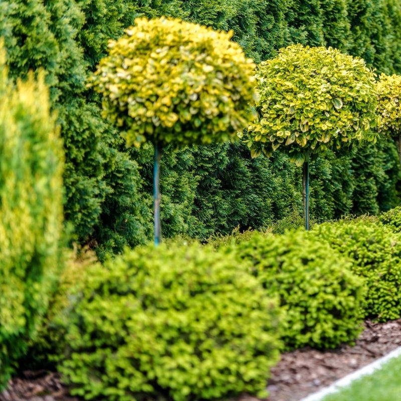 Privacy trees and shrubs in Charlotte backyard