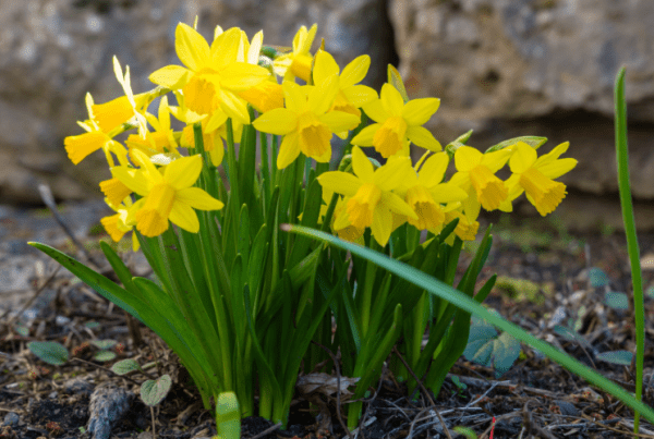 spring daffodils blooming