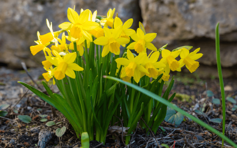 spring daffodils blooming