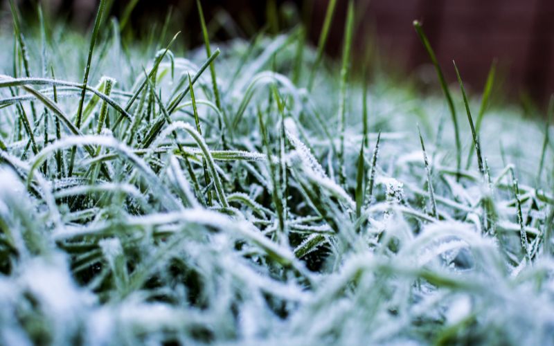 winter lawn care prep